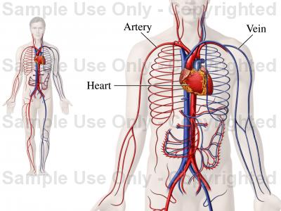 12 organ system of human